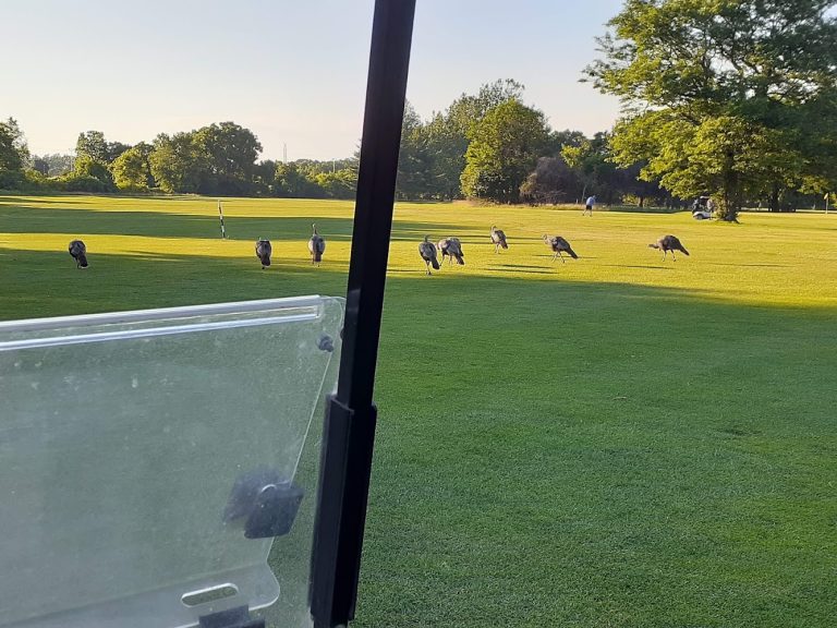 3666 rouge park golf course 768x576