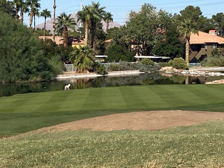 5006 the legacy golf club henderson nevada 768x576
