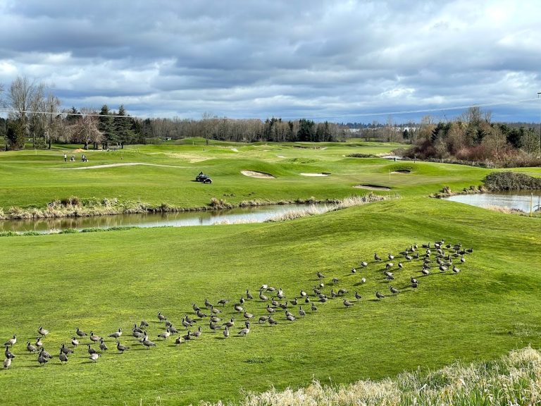 5686 heron lakes golf club portland oregon 768x576